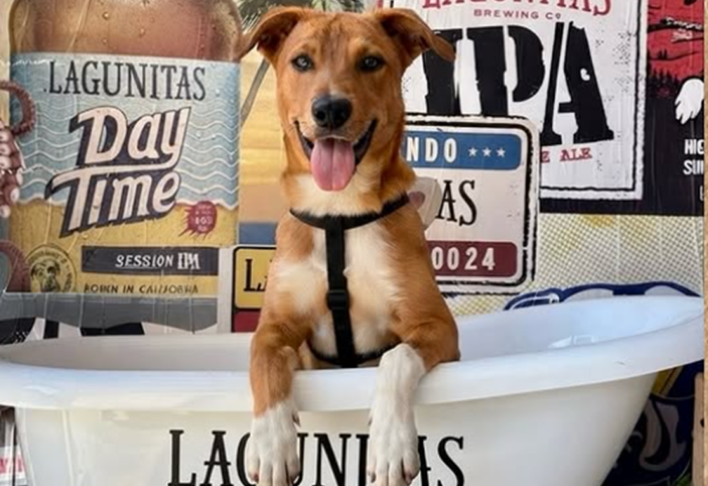 Lagunitas convida tutores a mostrarem por que seus cachorros são rock n’ roll antes do Rock in Rio 2026
