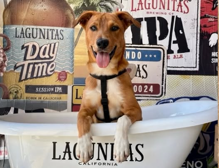 Lagunitas convida tutores a mostrarem por que seus cachorros são rock n’ roll antes do Rock in Rio 2026